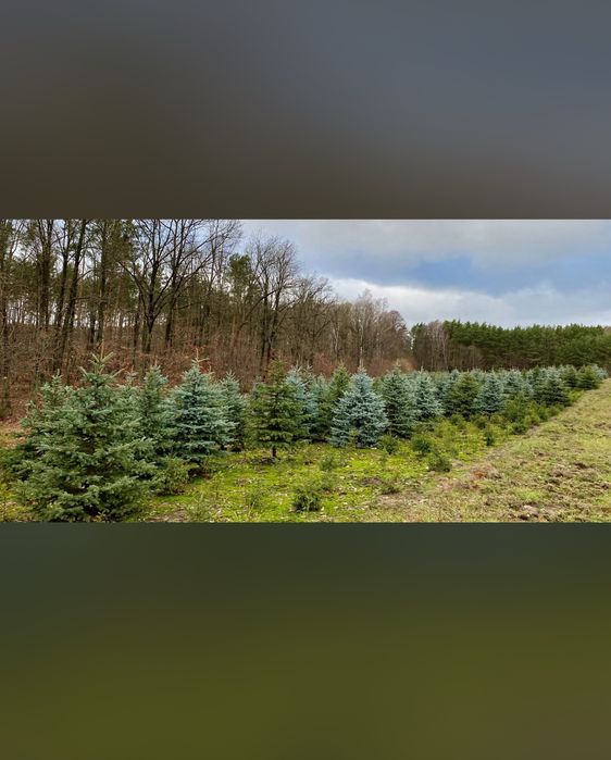 Choinka Jodła Kaukaska 280cm ze szkółki, świeżo ścięta