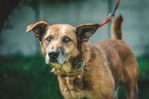 Alvin do adopcji!
