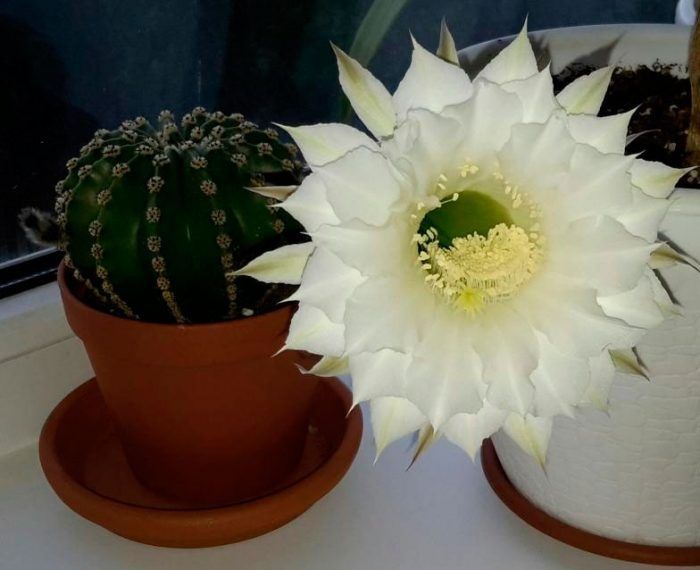 Кактус Ехінопсіс білоквітковий (Echinopsis leucantha) та рожевоквітков