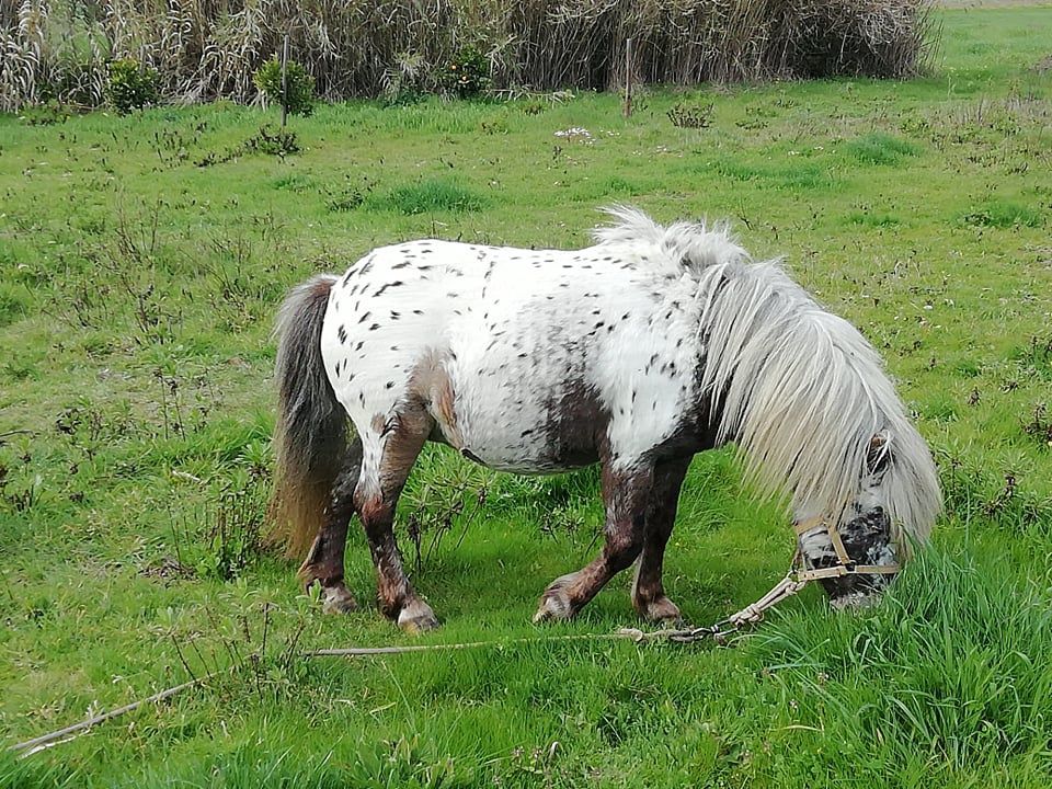 Mini ponei shetland