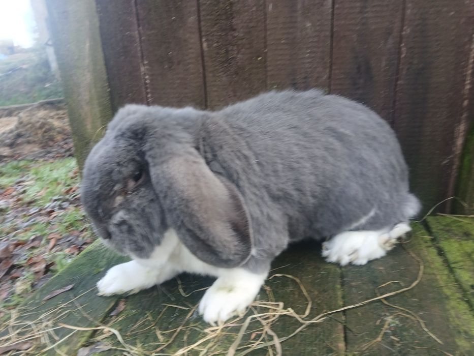 Samiec Baran Francuski