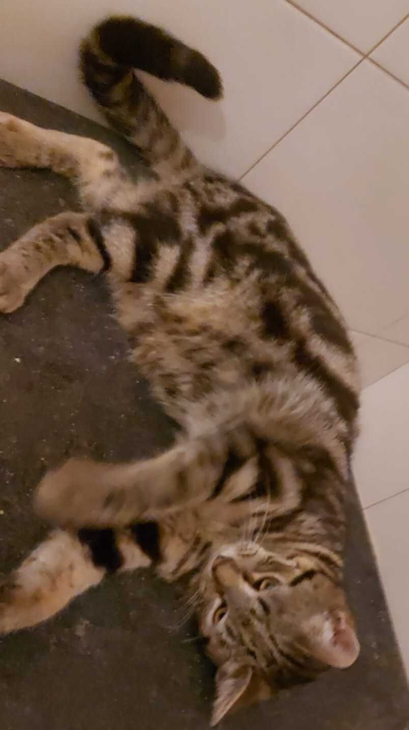 Gatinhos para adoção