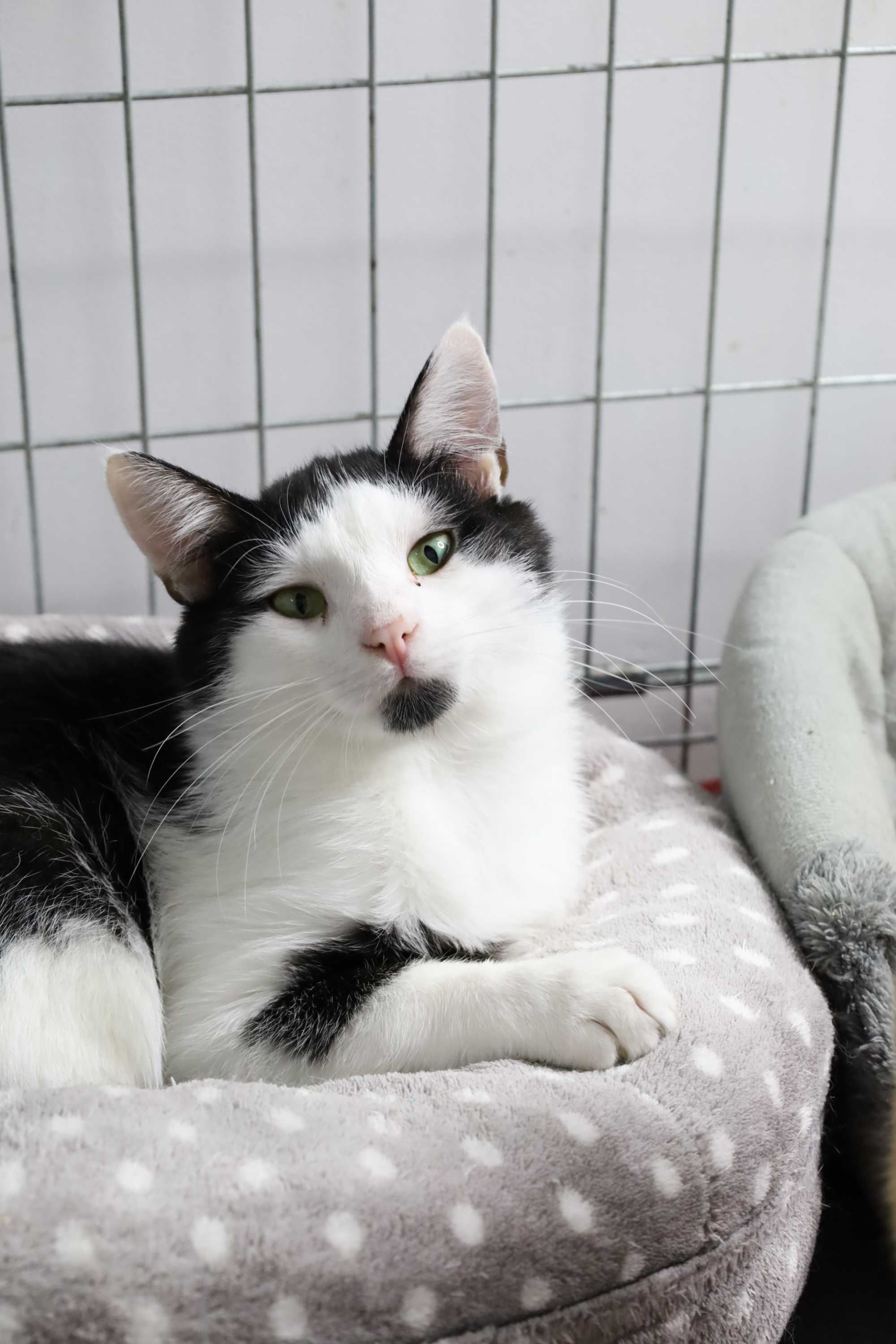 Adopcja koci delikatny aniołek