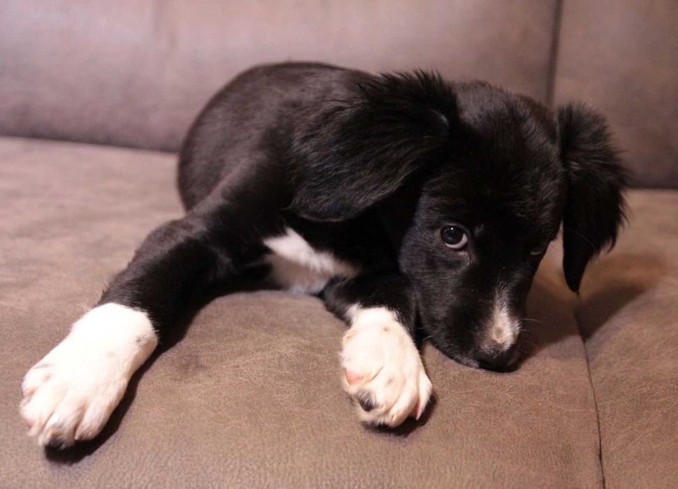 Хвостате щастя для Вас!