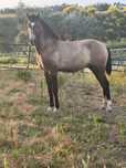 Poldro lusitano 1 ano