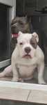 American bully standart амбулли