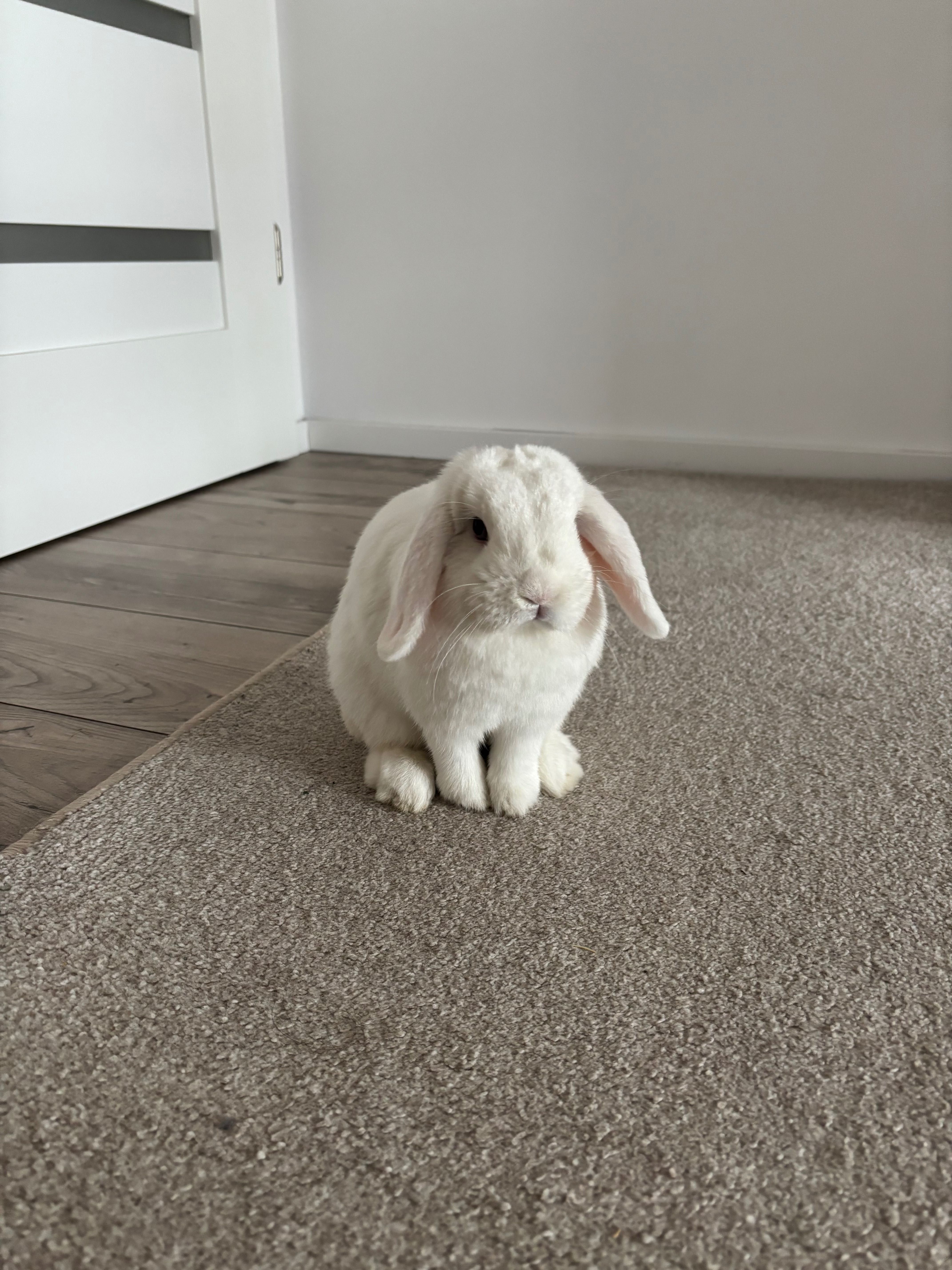 Królik mini lop biały