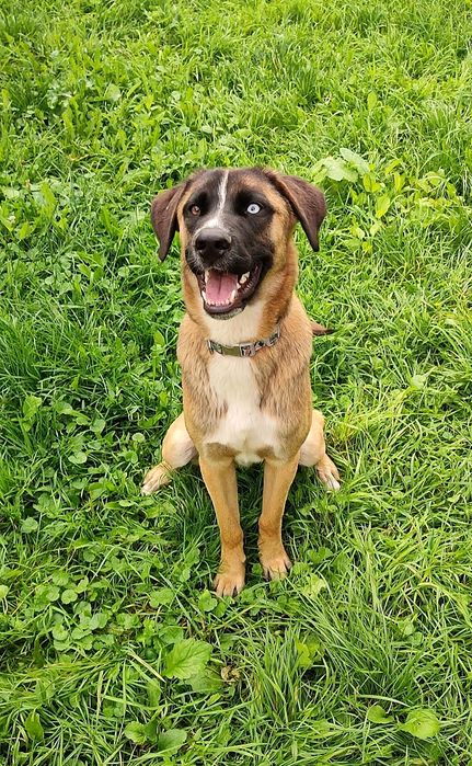 Перетримка собак