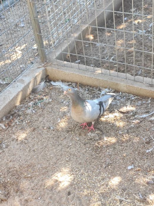 Pombos e rolas de várias raças