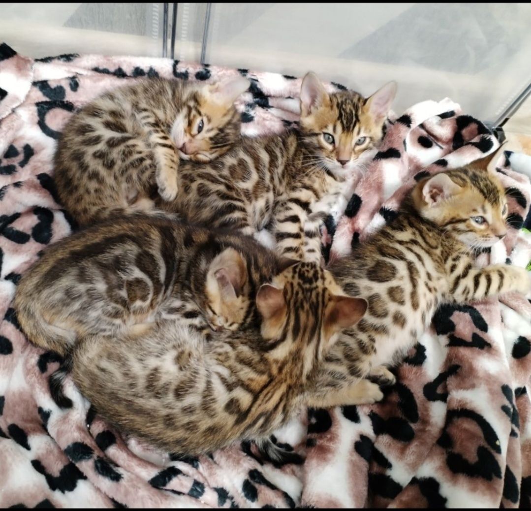 Бенгальске кошеня, дівчинка