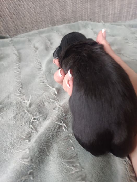 Shih tzu Czarny z Rodowodem