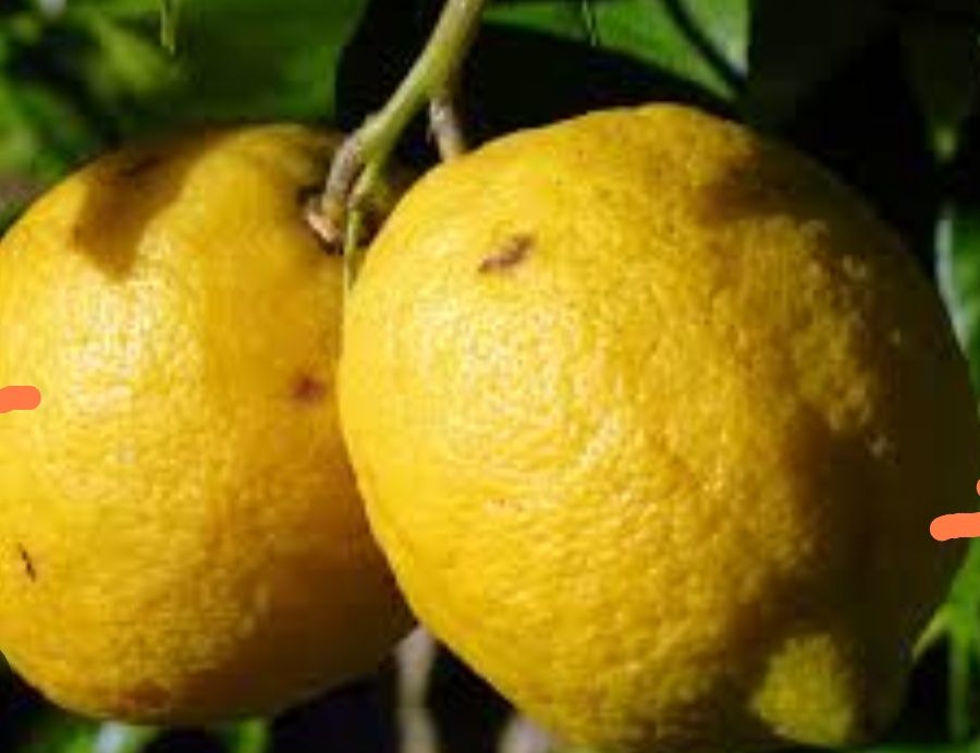 Limão produção caseirA