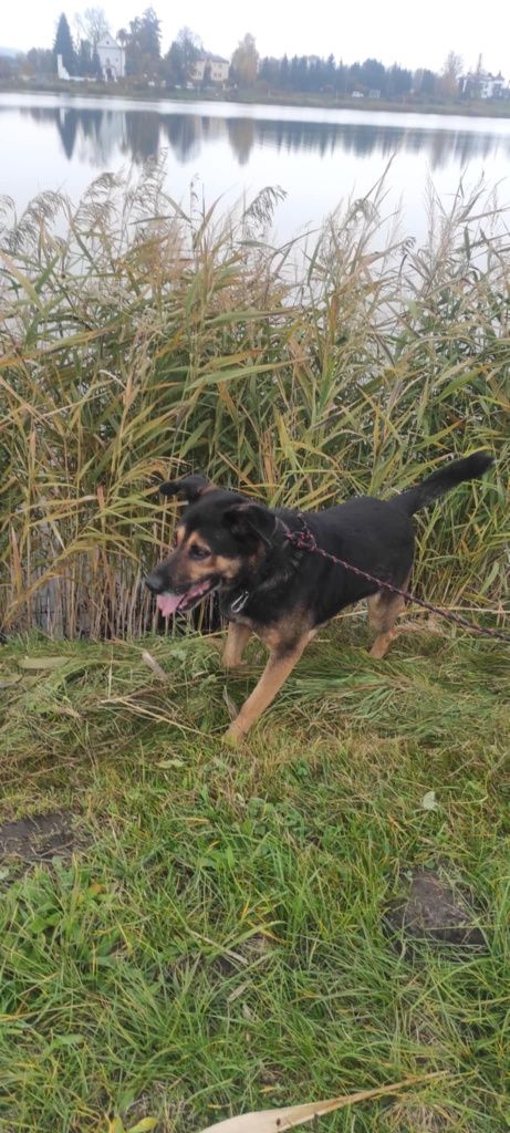 Tabs poleca się do adopcji