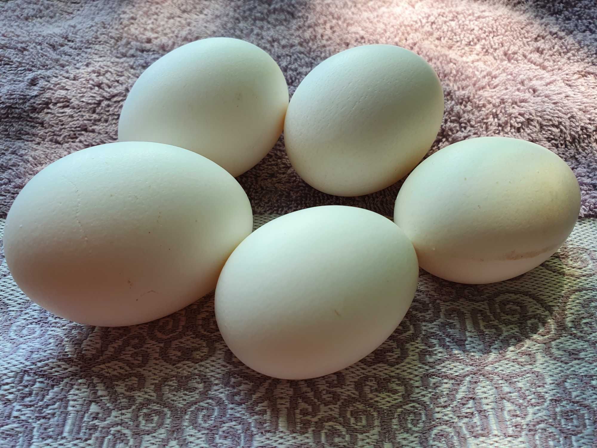 Інкуб.яйце породи курей Леггорн, білий стандарт
