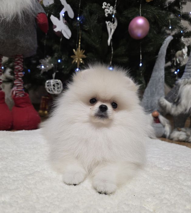 Маленькі пухнастики під ялинку