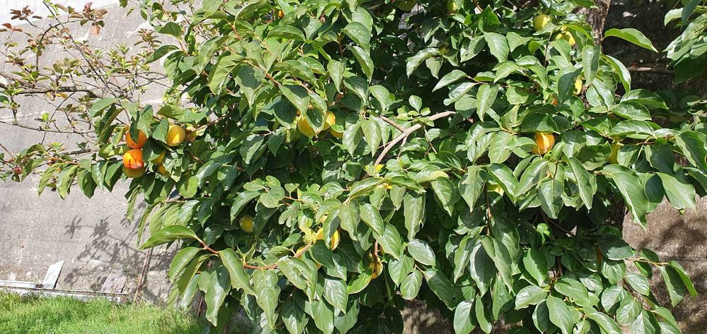 Venha colher dióspiros, zona de Fafe e Felgueiras