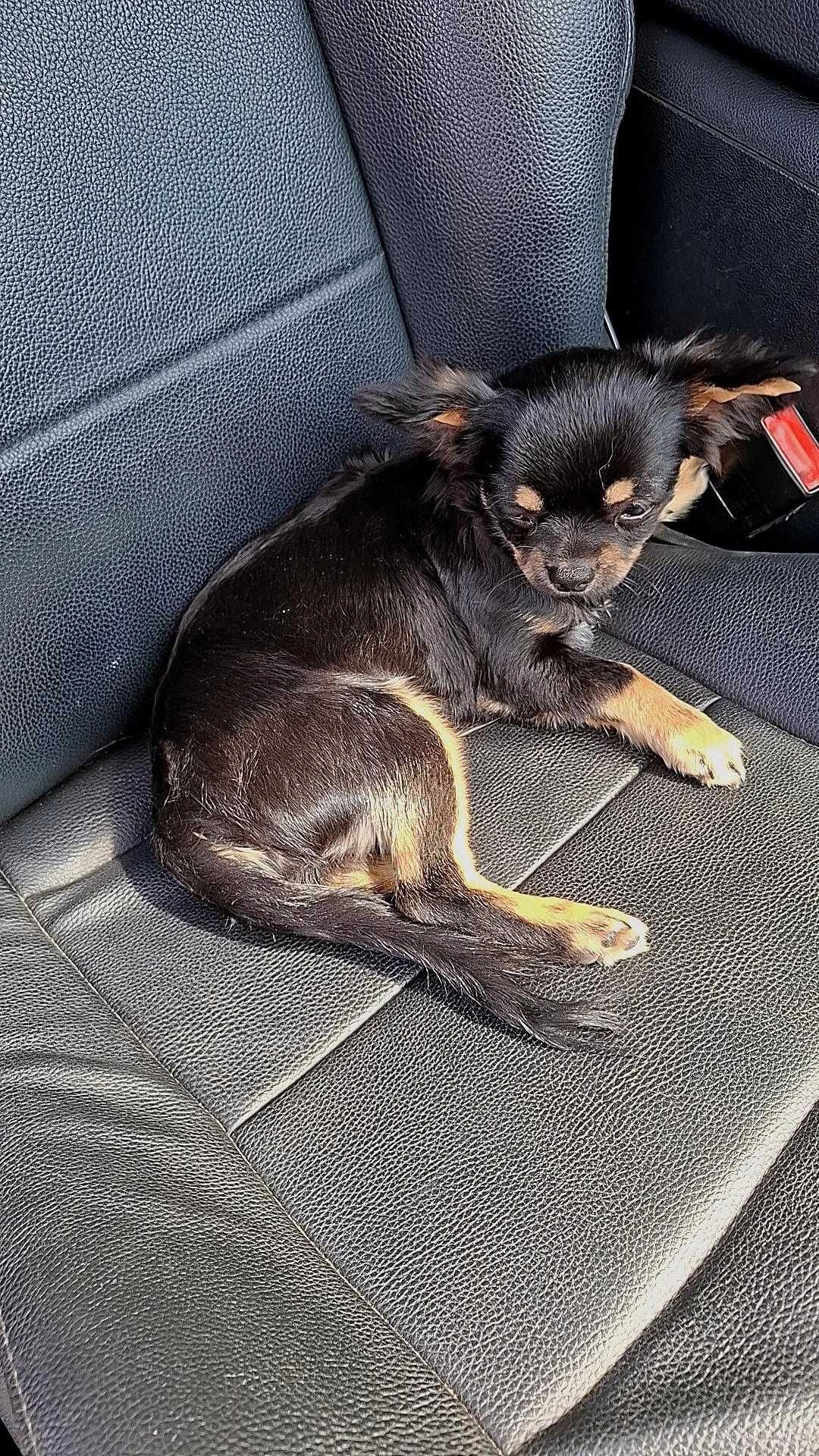 Czarno-podpalany długowłosy chihuahua samiec gotowy do odbioru/rodowód