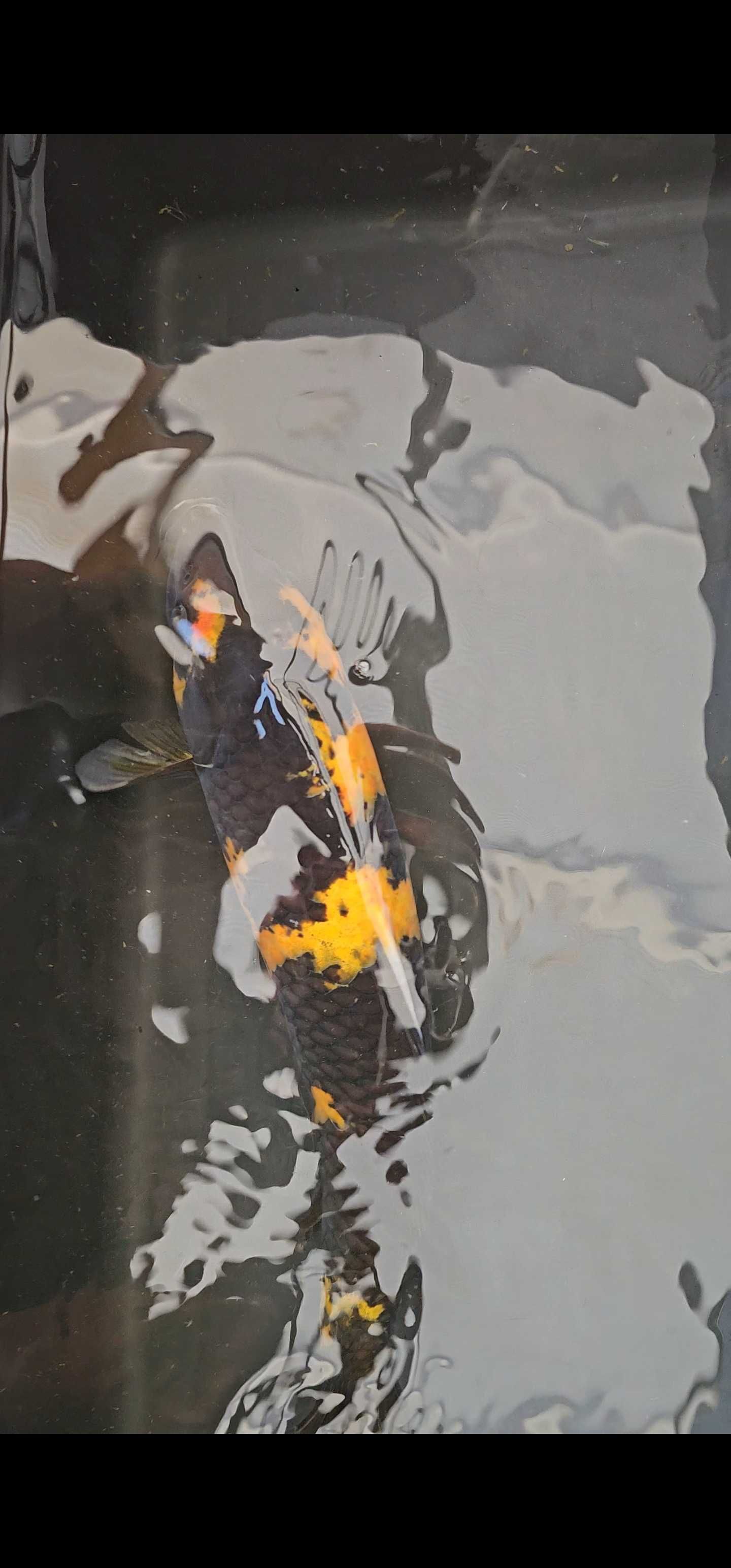 Carpa koi ki utsuri