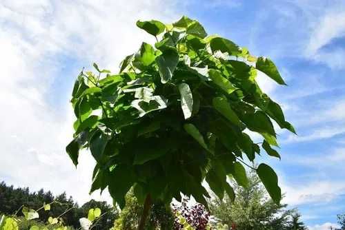 Surmia bignoniowa Nana Katalpa Catalpa 1,5m - 2,3m