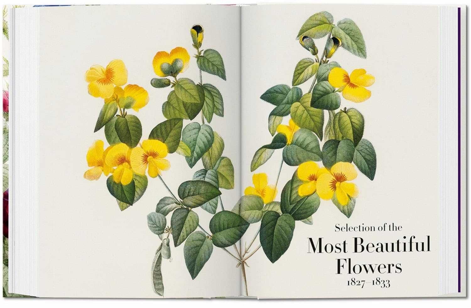 Книга Redouté. The Book Of Flowers. 45Th Ed. (9783836556651)