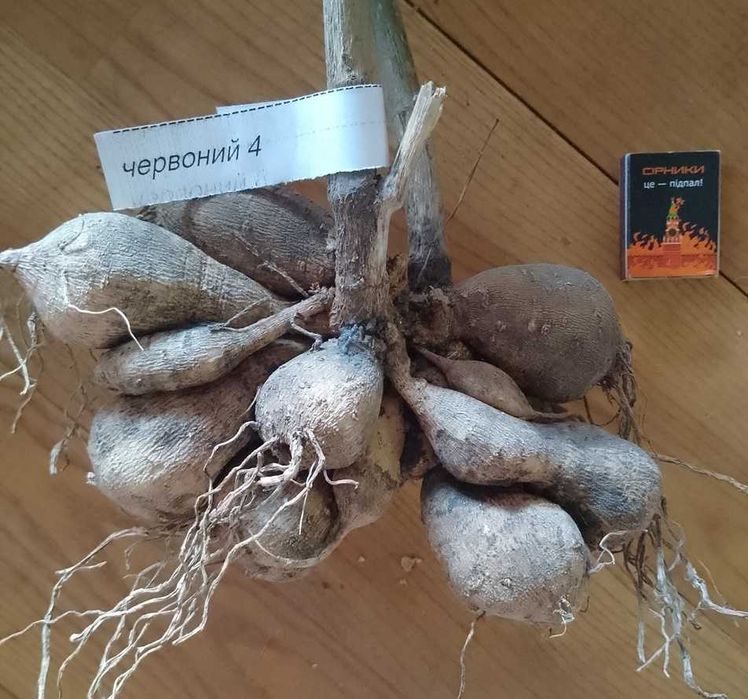 жоржини/георгіни (білі і червоні)