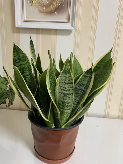 Бегония, фиалка, сансевиерия, хлорофитум, фикус и др.