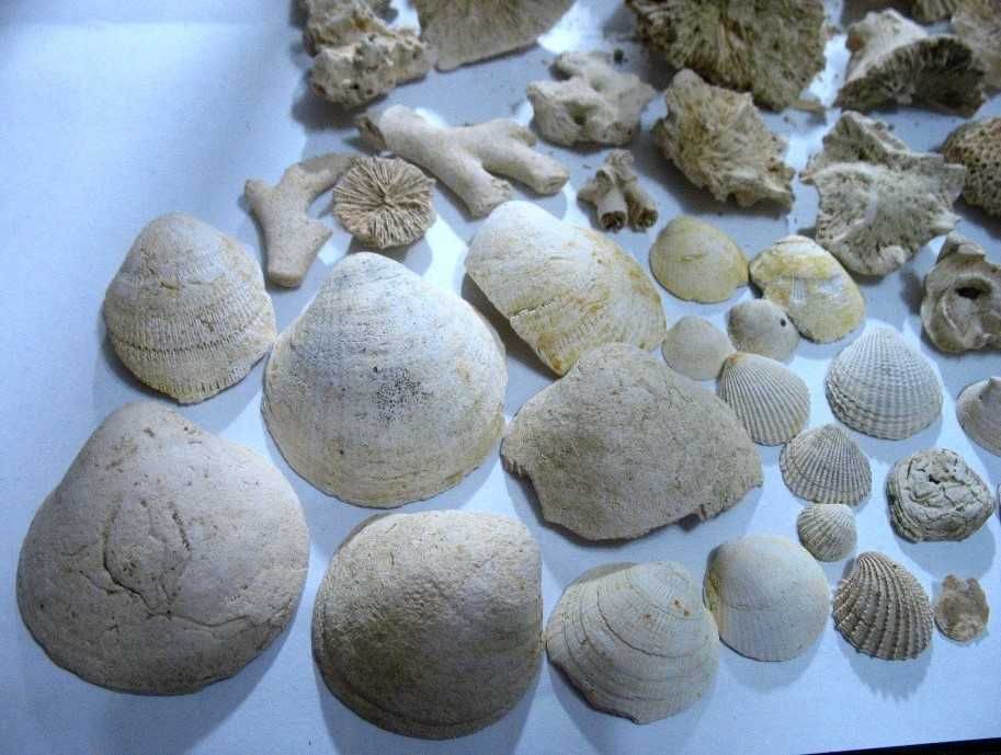 Окаменелости ископаемые фоссилии ракушки кораллы аммониты трилобиты