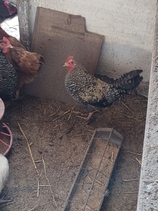 Młode koguty tegoroczne mieszańce