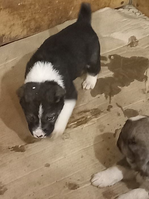 Цуценята САО продам