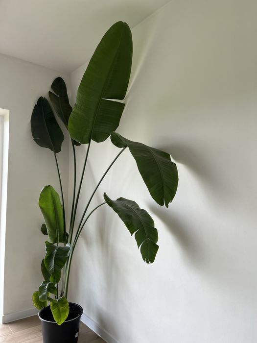 Стреліція Миколая