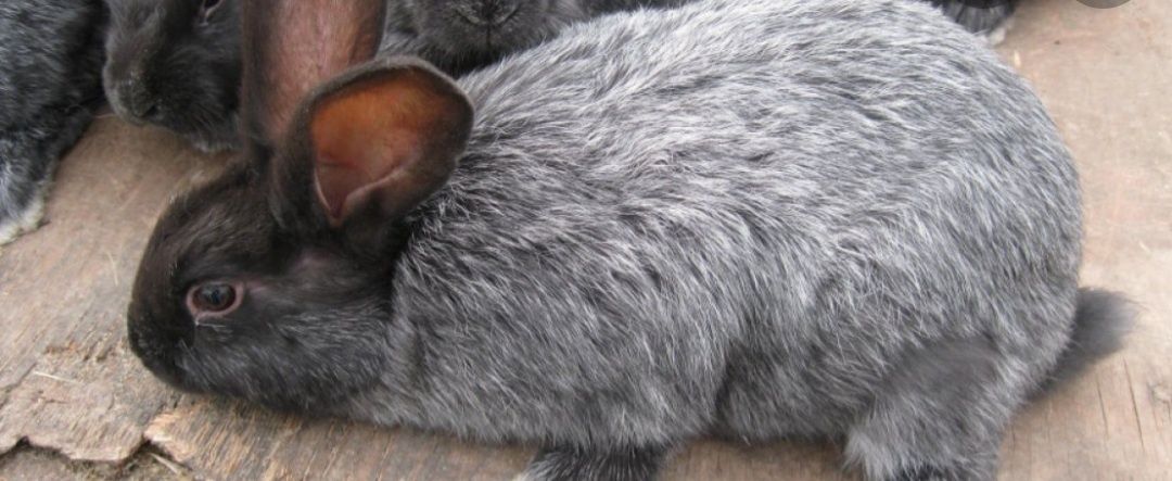 Кролики Полтавське срібло, 2-3 місяці
