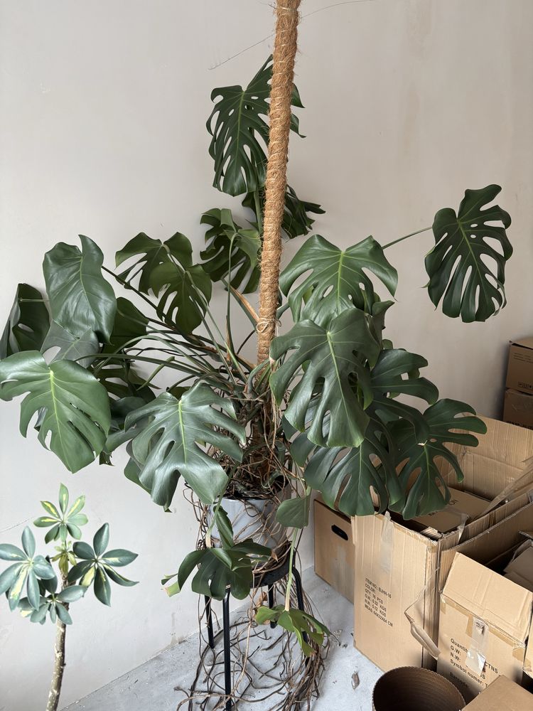 Duża monstera, nowe przyrosty