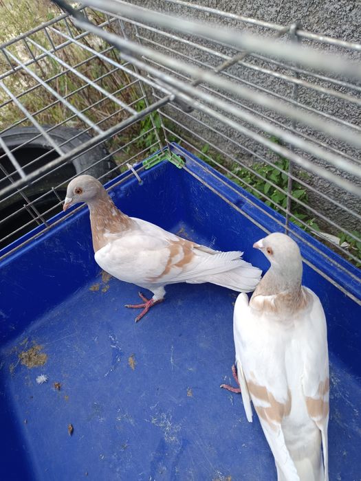 Sprzedam gołębie pocztowe DV ,PL ,2 sztuki MOŻLIWOŚĆ WYSYŁKI