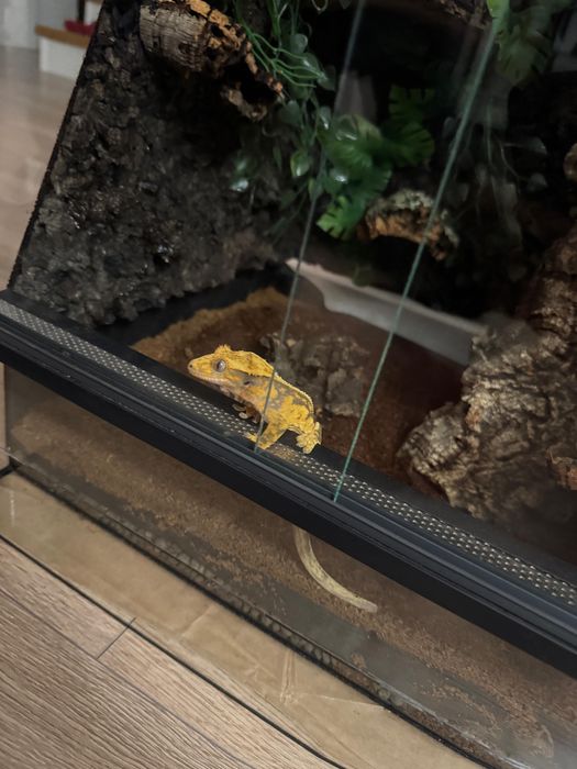 Gekon orzęsiony wraz z terrarium