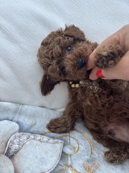 Marley pudel toy xs zarezerwowany