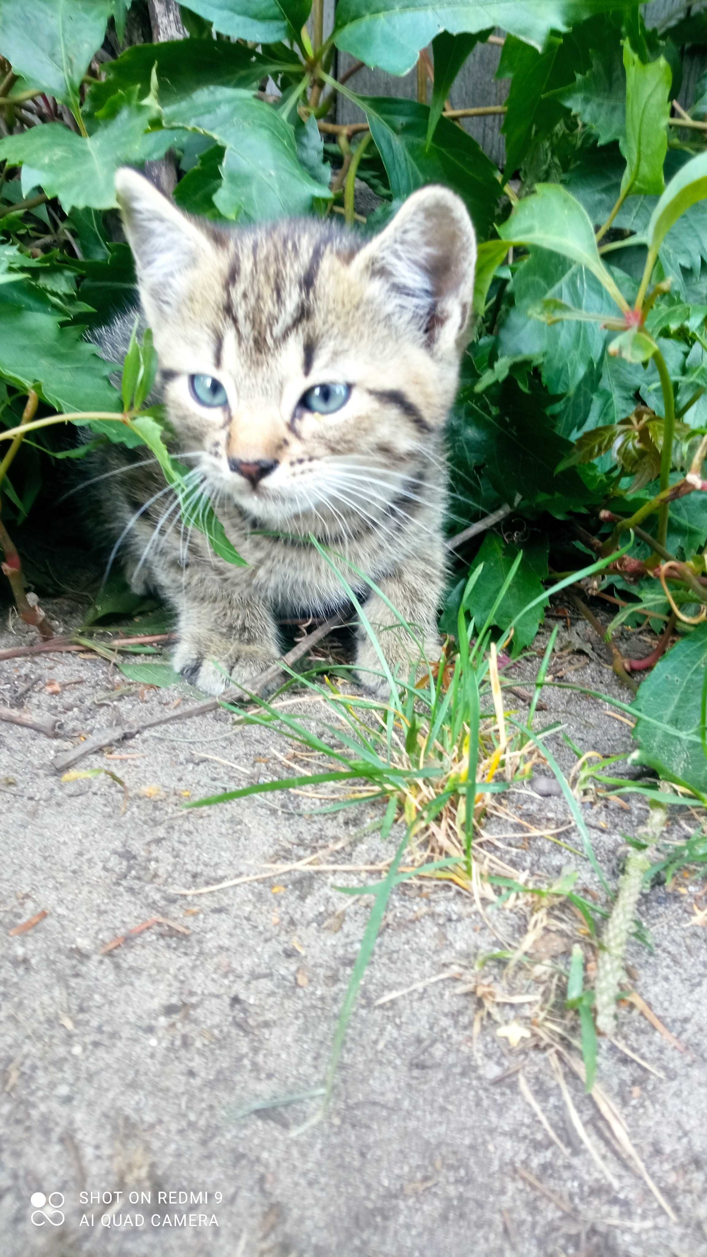 Koty. Kotki oddam w dobre ręce.