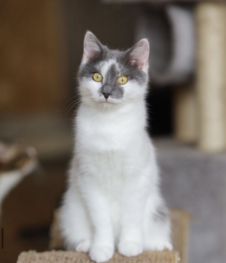 Ашер, 6 мес, котик рубаха парень