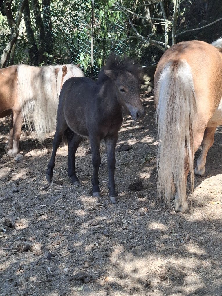 Ponei Fêmea Bebe