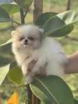 Lulu da Pomerania