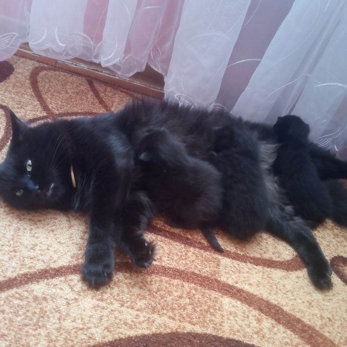 Кошенята шукають родину.