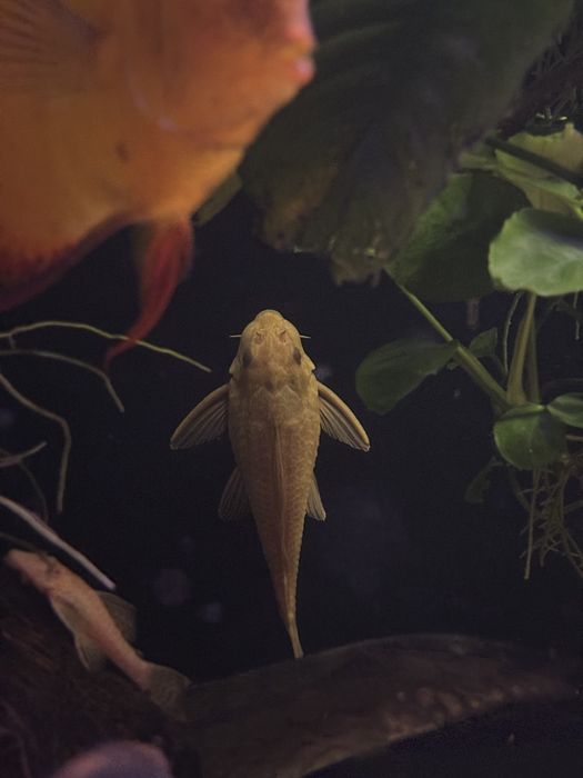 Glonojady plekostomusy 4 sztuki