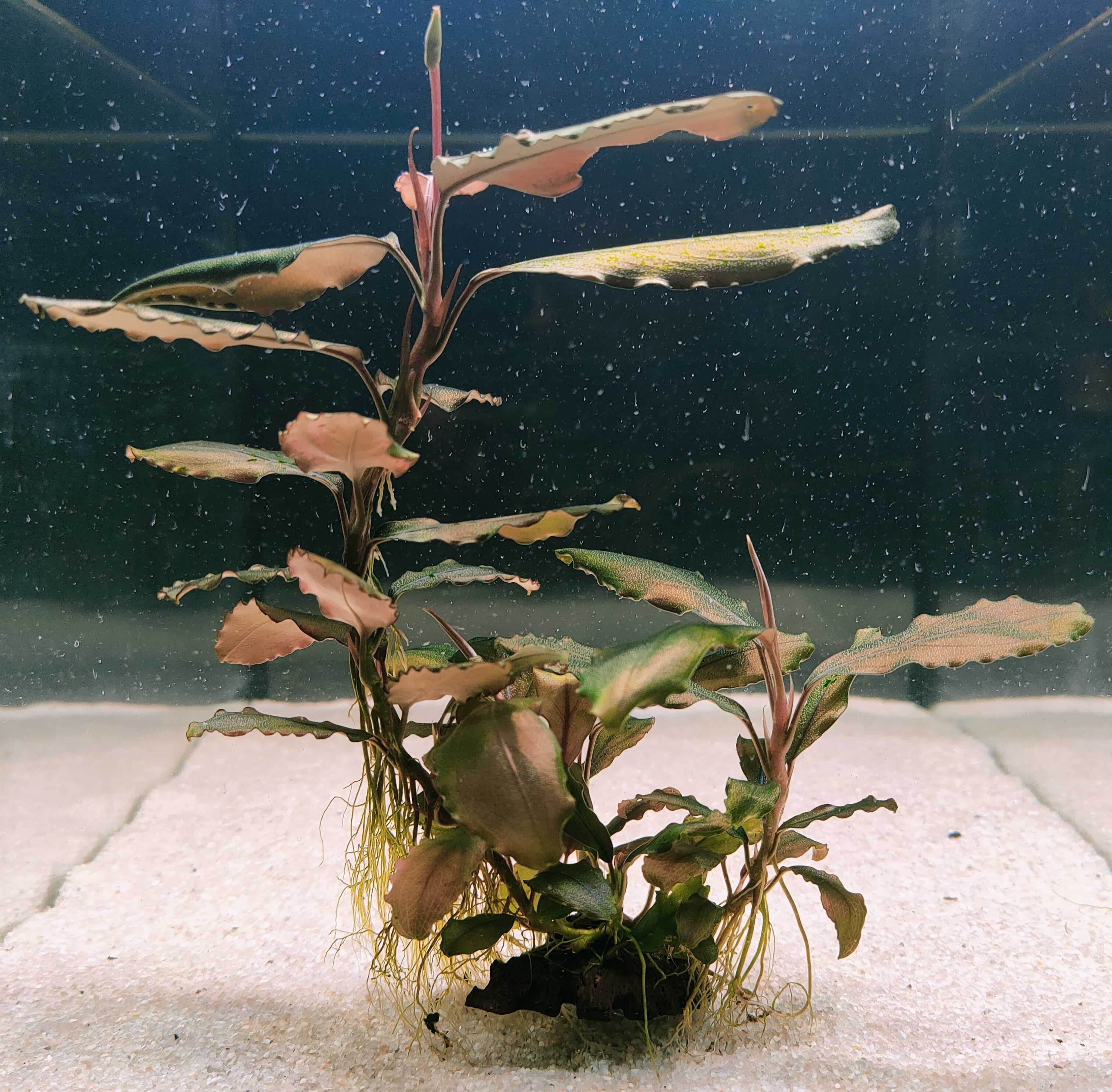 Bucephalandra Red Cerberus Rarytas