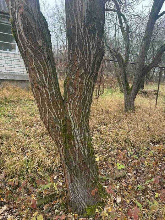 Дрова безкоштовно