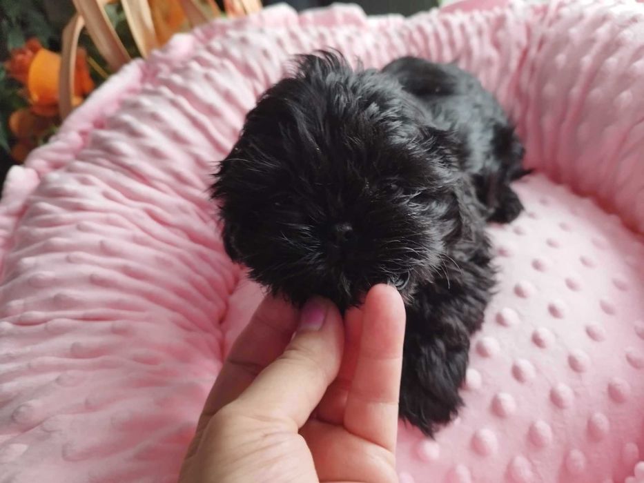 *** Shih Tzu Prześliczne Czarne Maluszki Wielkości Yorka ***