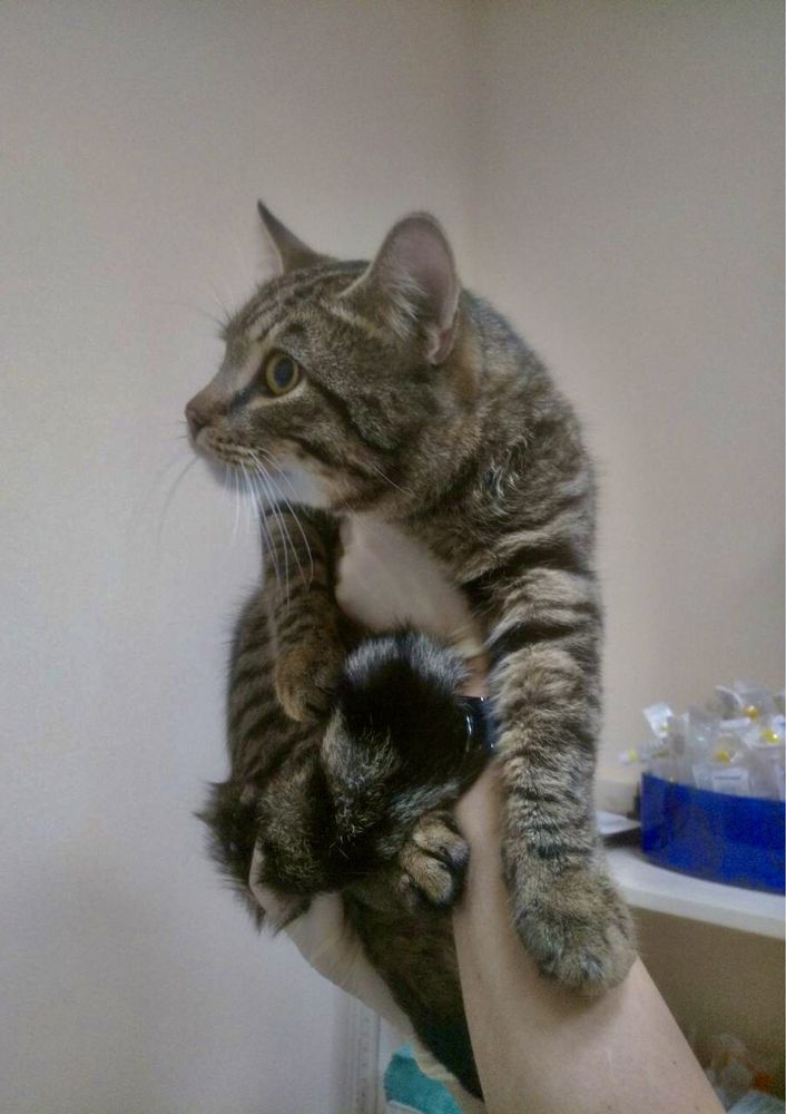 Чудо котик в отвественную семью!