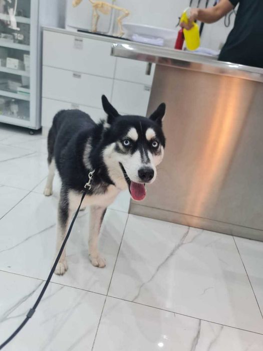 Pozytywny Zoro, przyjaciel ludzi i psów szuka domu