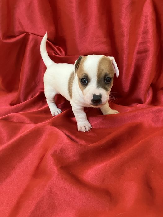 Jack russell terrier gotowe do odbioru