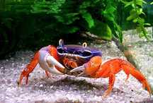 Krab Tęczowy - Sklep Zoologiczny