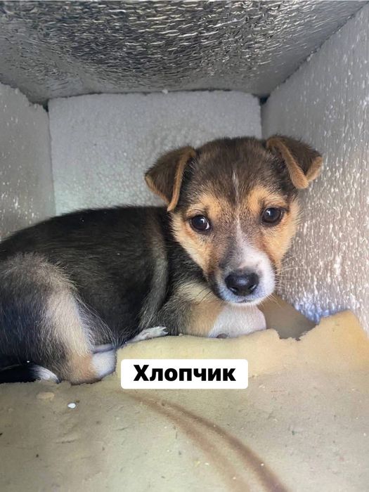 Цуценята цуцики собачки