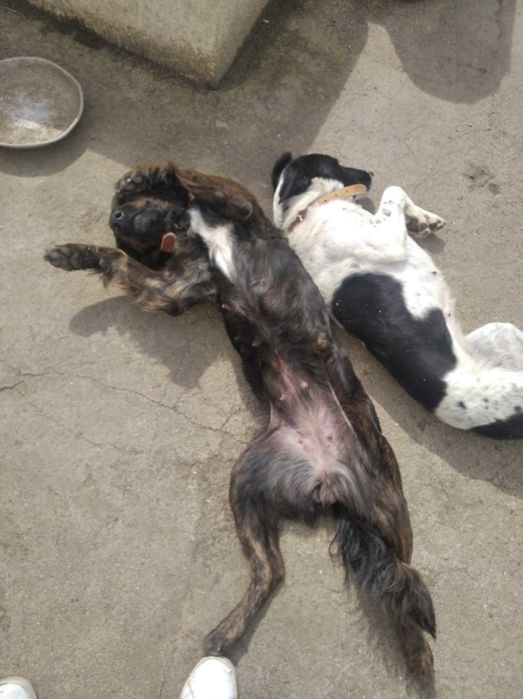 Cadelas porte médio raça indefinida